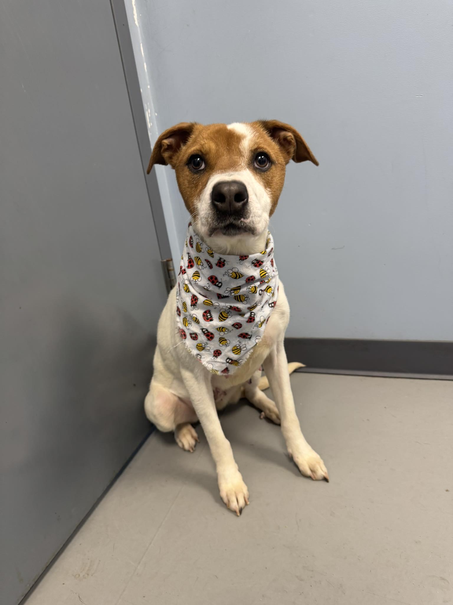 Daisy, a Adoptable mixed breed in Zanesville, OH image 1/2