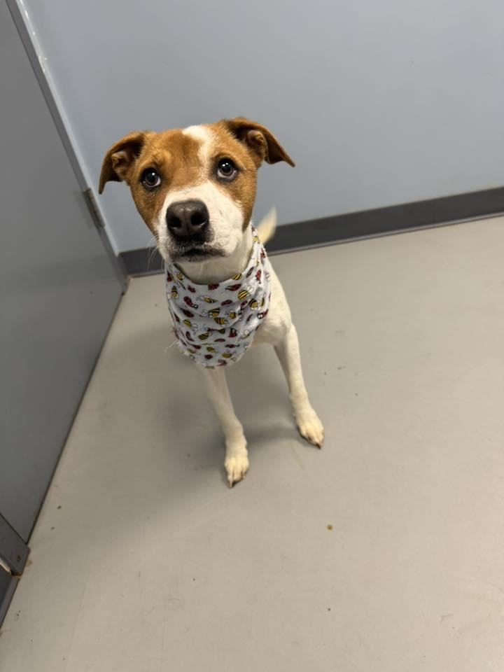 Daisy, a Adoptable mixed breed in Zanesville, OH image 2/2