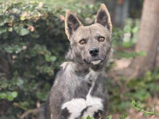 MARY, Adoptable, Adult Female Australian Cattle Dog / Blue Heeler.