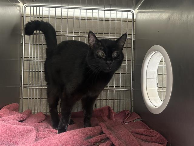 LUCILLE, Adoptable, Adult Female Domestic Short Hair.