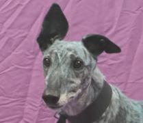 No Matter What, a Adoptable Greyhound in Douglasville, GA image 1/3