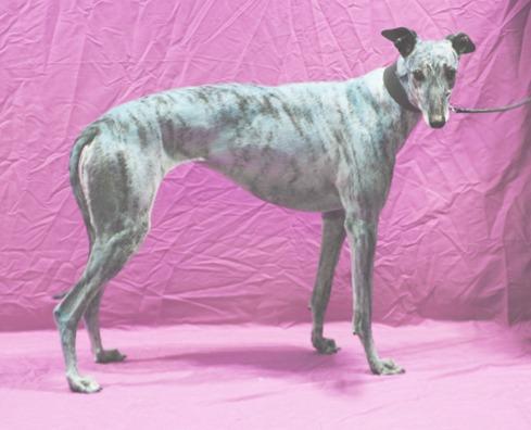 No Matter What, a Adoptable Greyhound in Douglasville, GA image 2/3