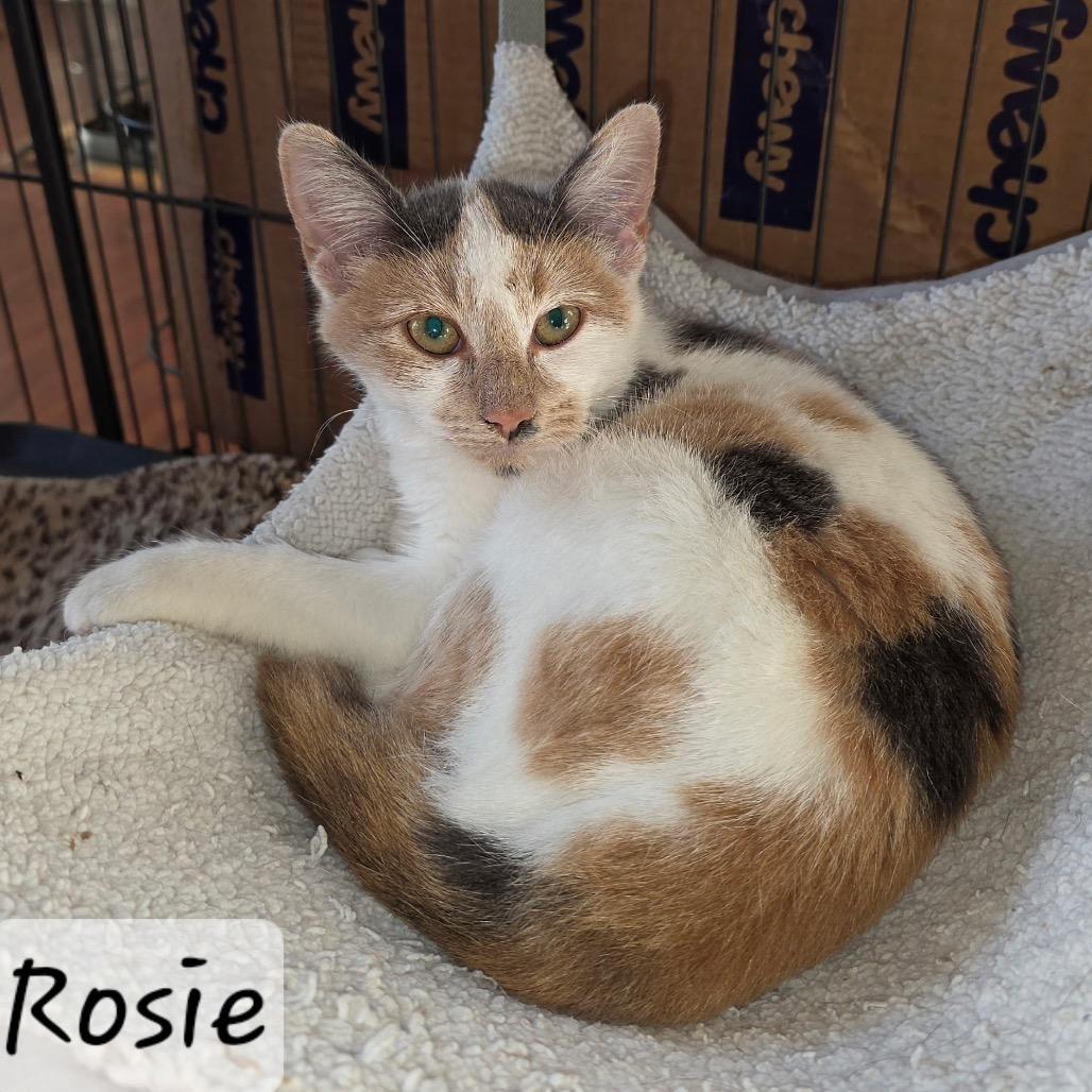 Rosie, Adoptable, Kitten Female Domestic Short Hair & Domestic Short Hair.