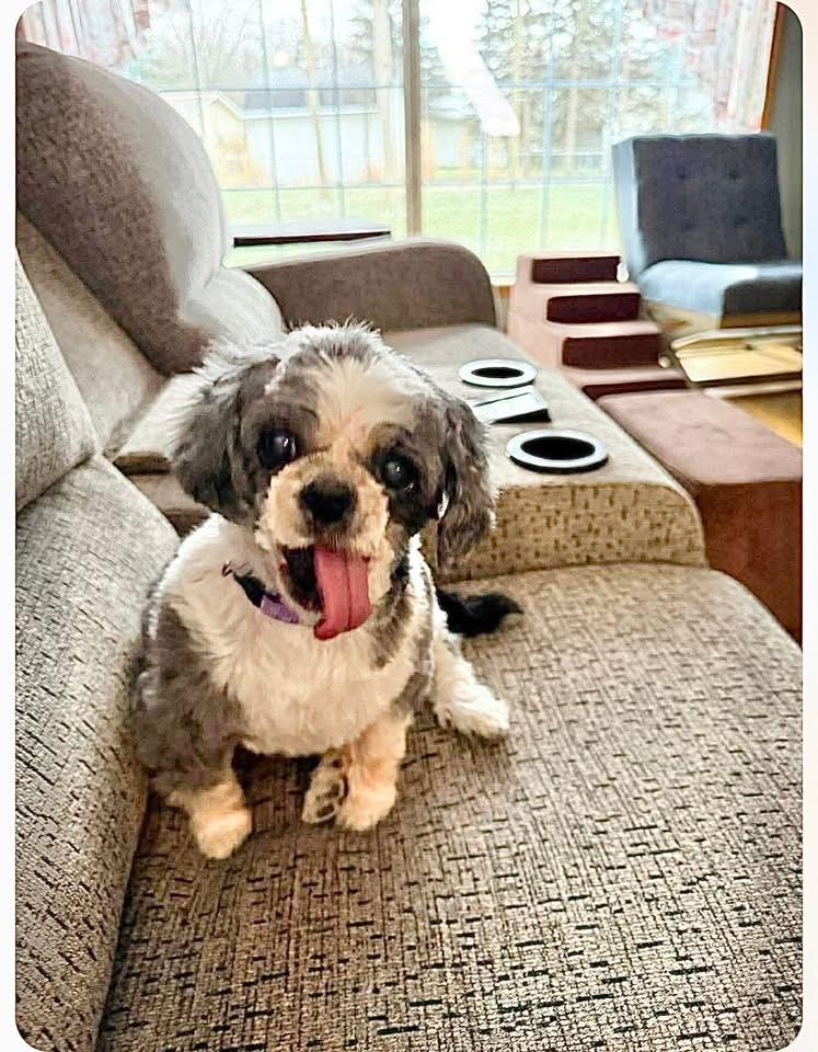 Enlarge Princess, a ADOPTABLE Shih Tzu in Saginaw, MI image 4/5