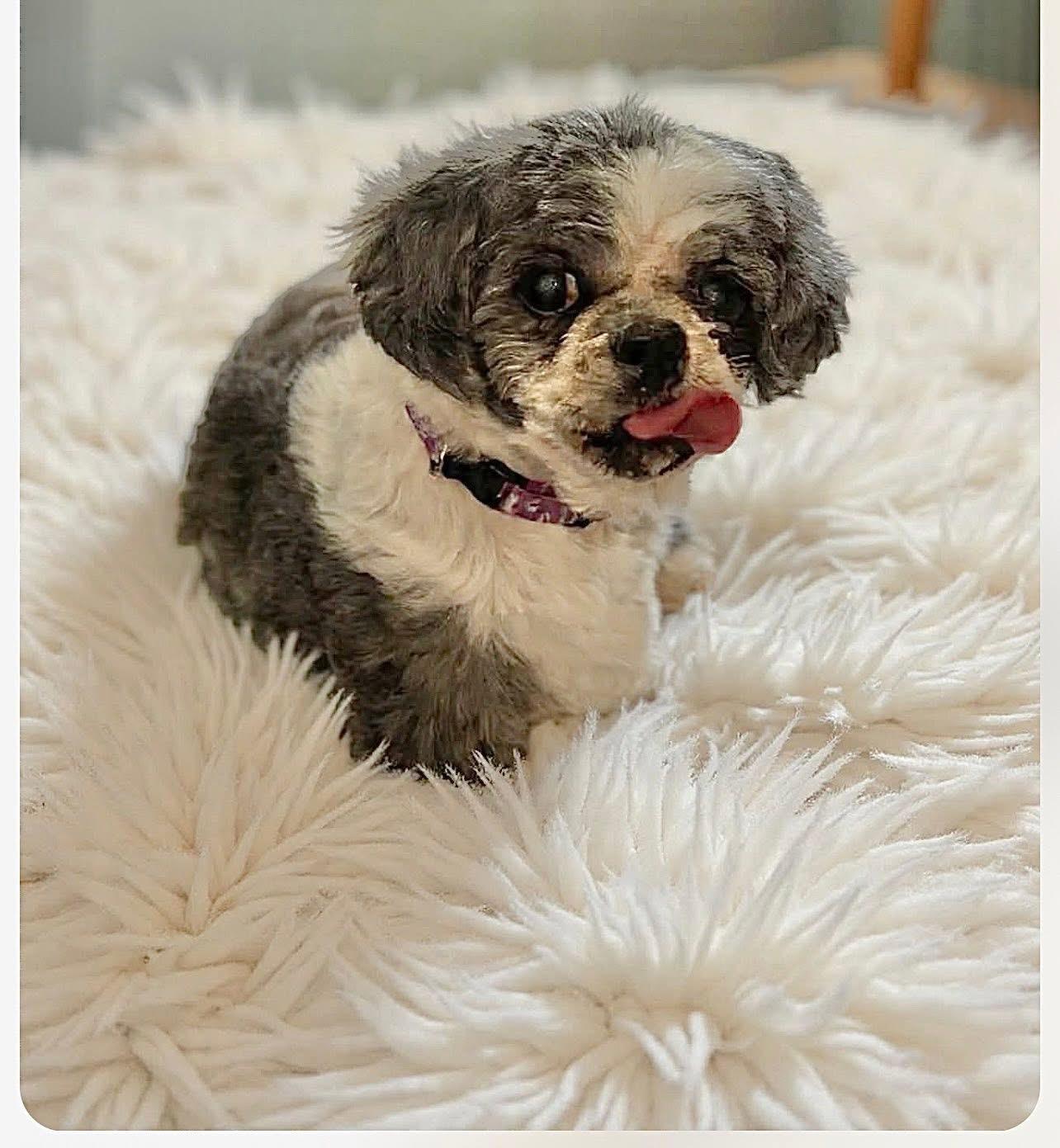 Enlarge Princess, a ADOPTABLE Shih Tzu in Saginaw, MI image 2/5