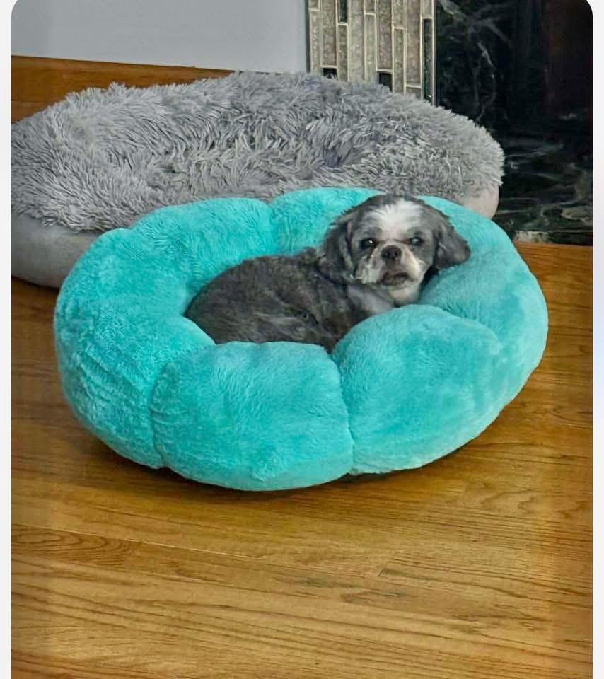 Enlarge Princess, a ADOPTABLE Shih Tzu in Saginaw, MI image 5/5