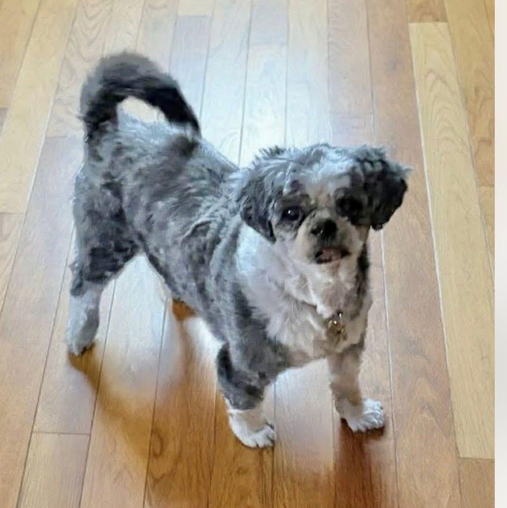 Princess, ADOPTABLE, Senior Female Shih Tzu.