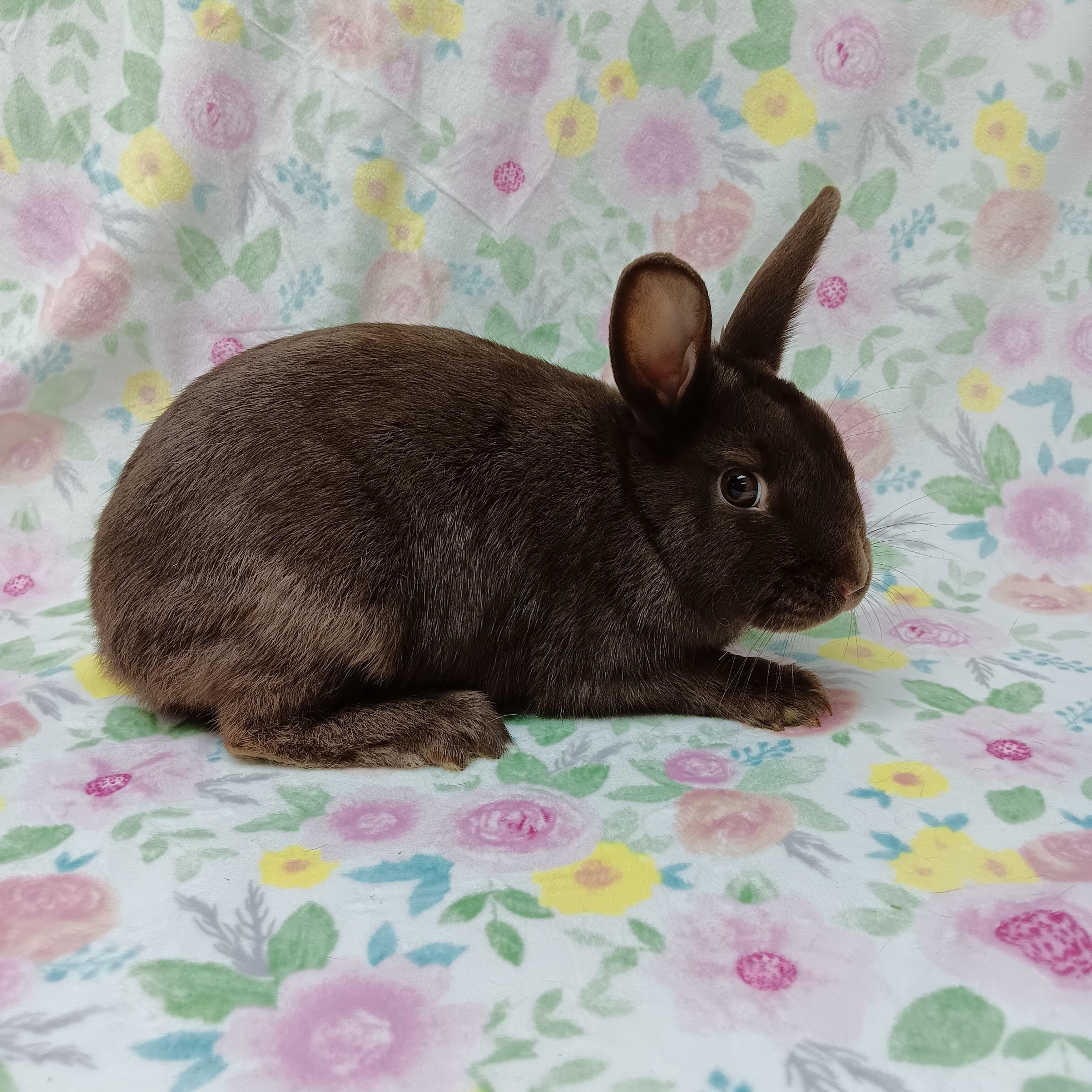 Grace, an adoptable Bunny Rabbit in Harrisburg, PA image 1/3