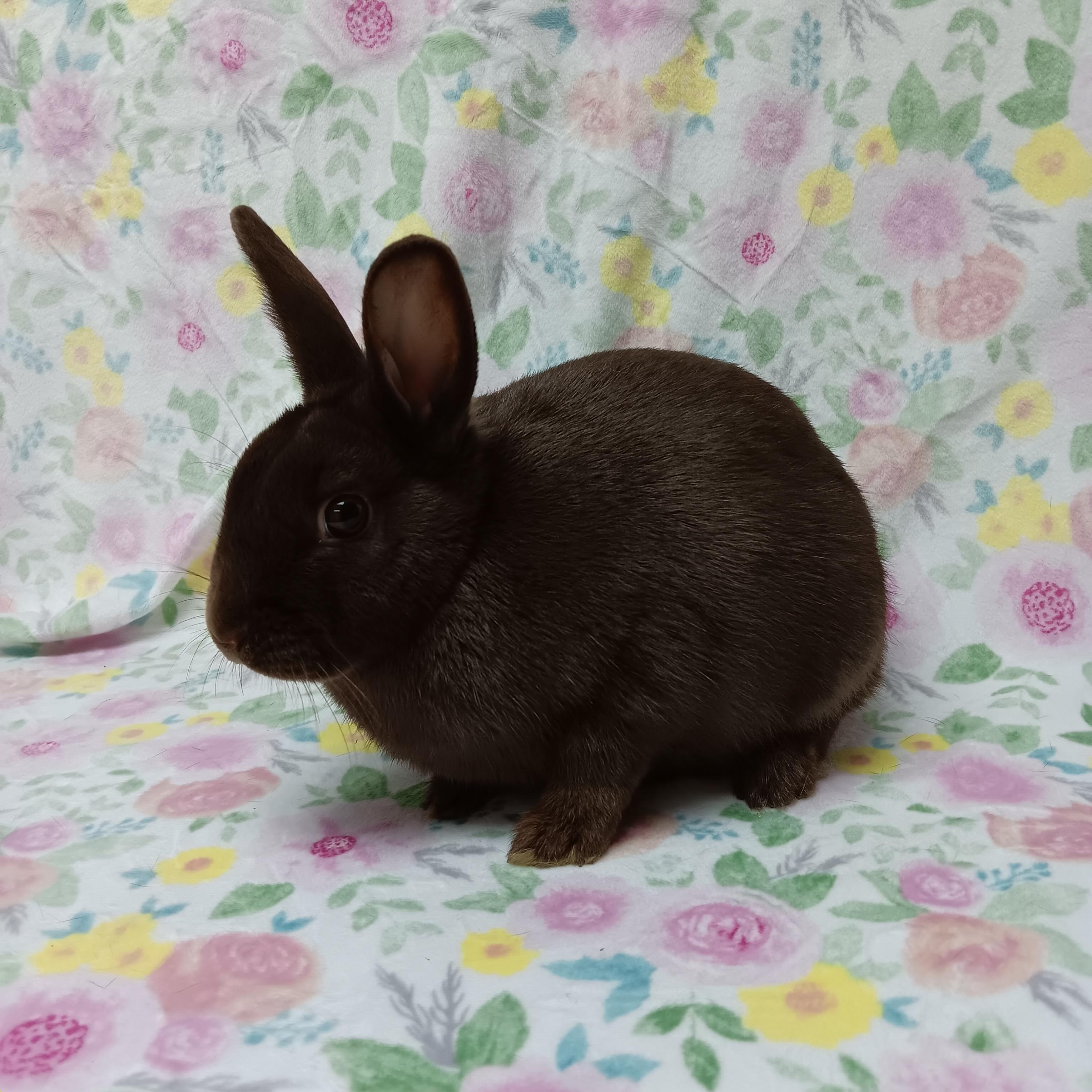 Grace, an adoptable Bunny Rabbit in Harrisburg, PA image 2/3