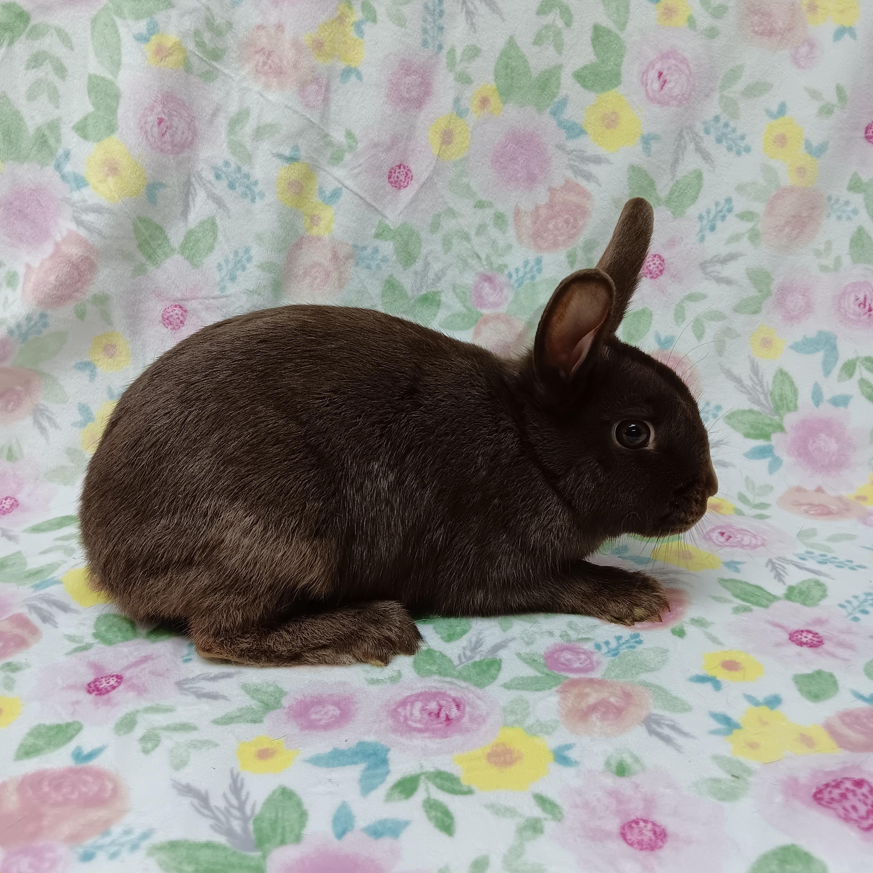 Grace, an adoptable Bunny Rabbit in Harrisburg, PA image 3/3