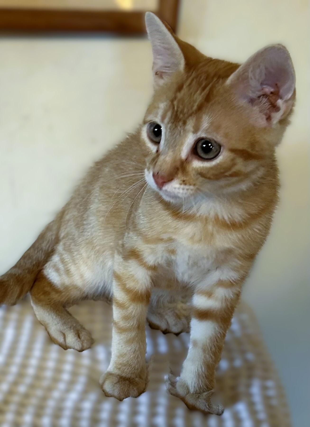 Beamer (bonded with Mercedes), Adoptable, Young Male Domestic Short Hair.
