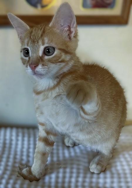 Enlarge Beamer (bonded with Mercedes), a Adoptable Domestic Short Hair in Pottstown, PA image 2/2