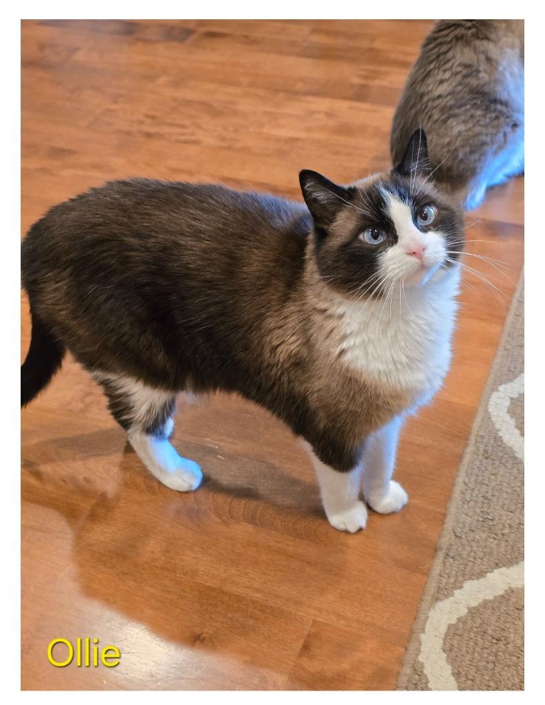 Enlarge Ollie (non shelter animal), a Adoptable mixed breed in Saint James, MN image 1/1