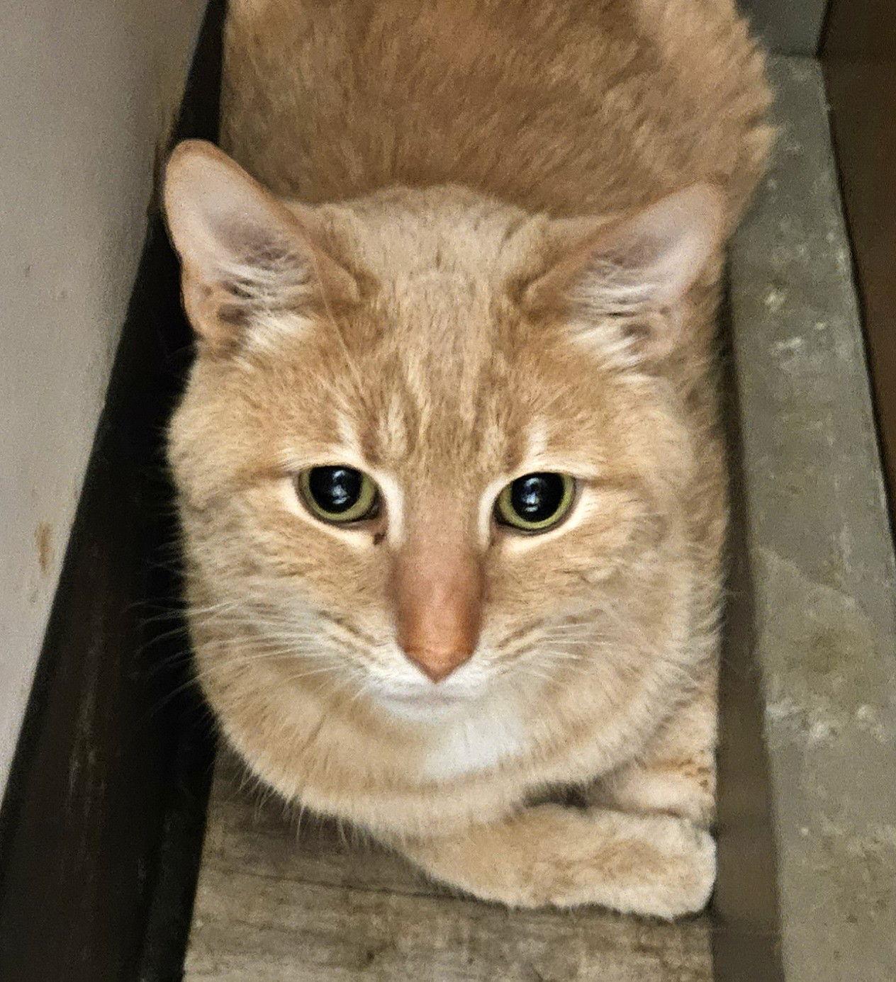 Enlarge Pesto, a Adoptable Domestic Short Hair in Greenfield, IN image 1/3