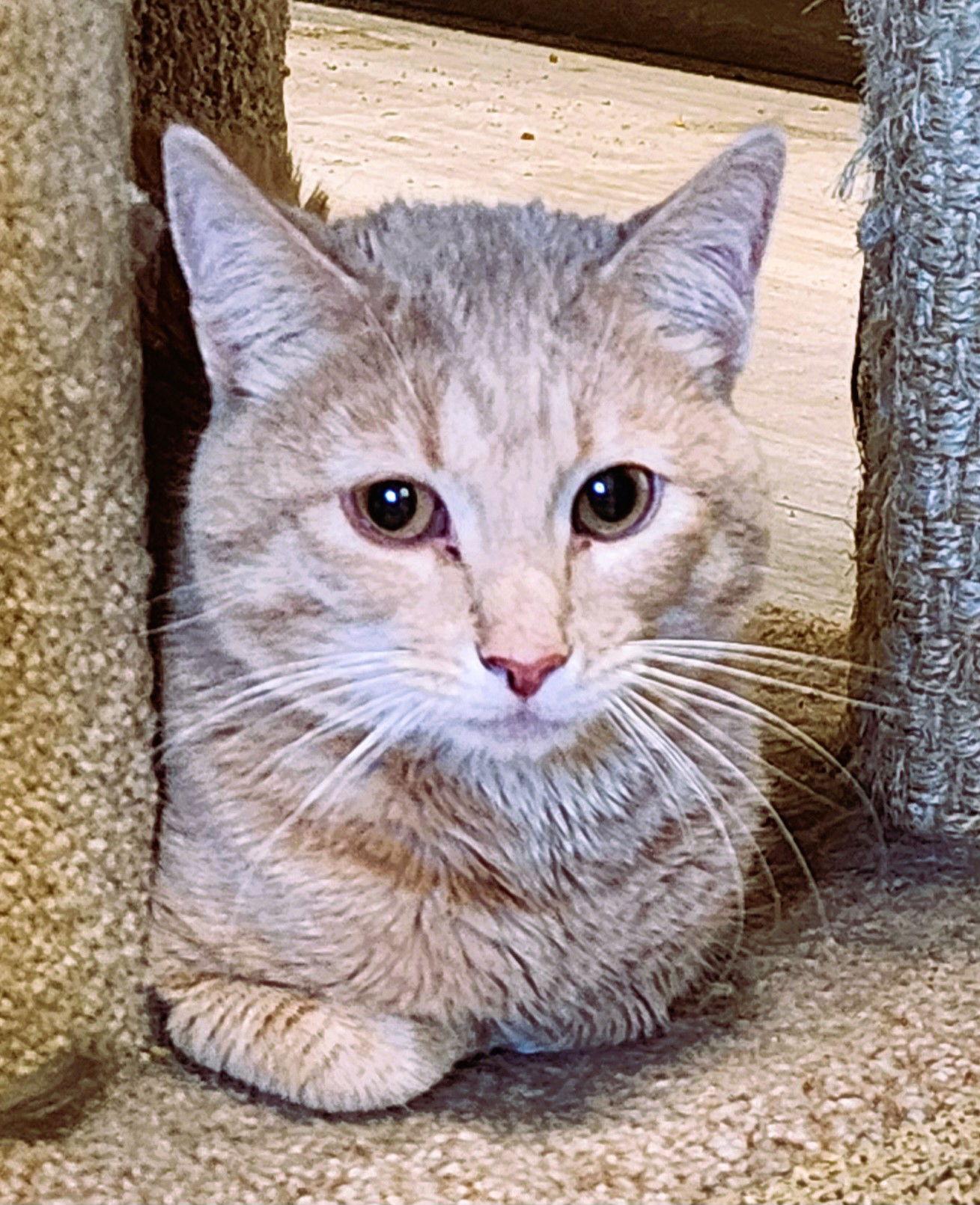 Pesto, Adoptable, Adult Male Domestic Short Hair.