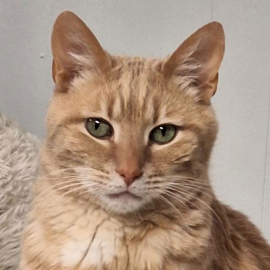 Pesto — thumbnail 2