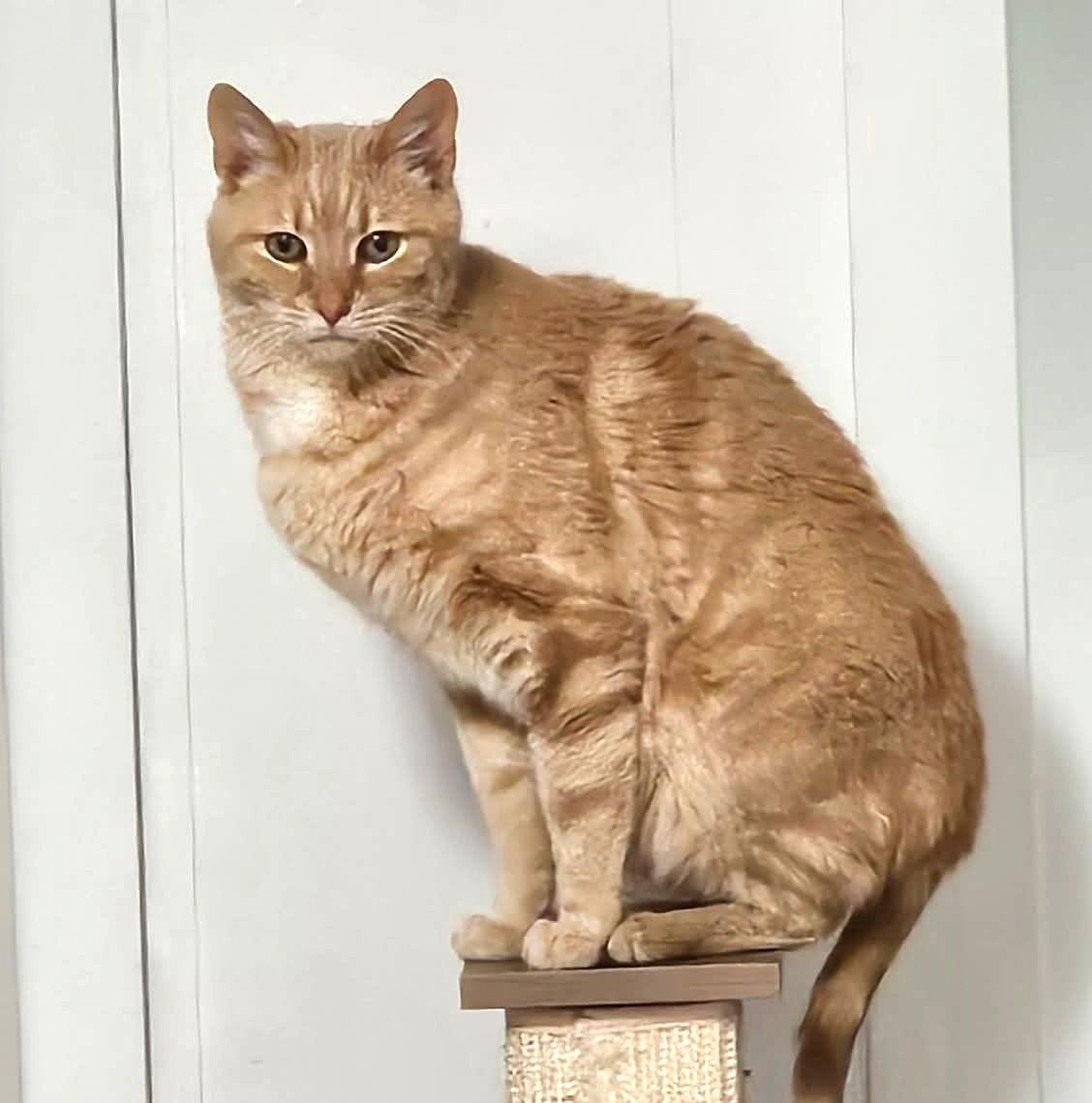 Enlarge Pesto, a Adoptable Domestic Short Hair in Greenfield, IN image 3/3