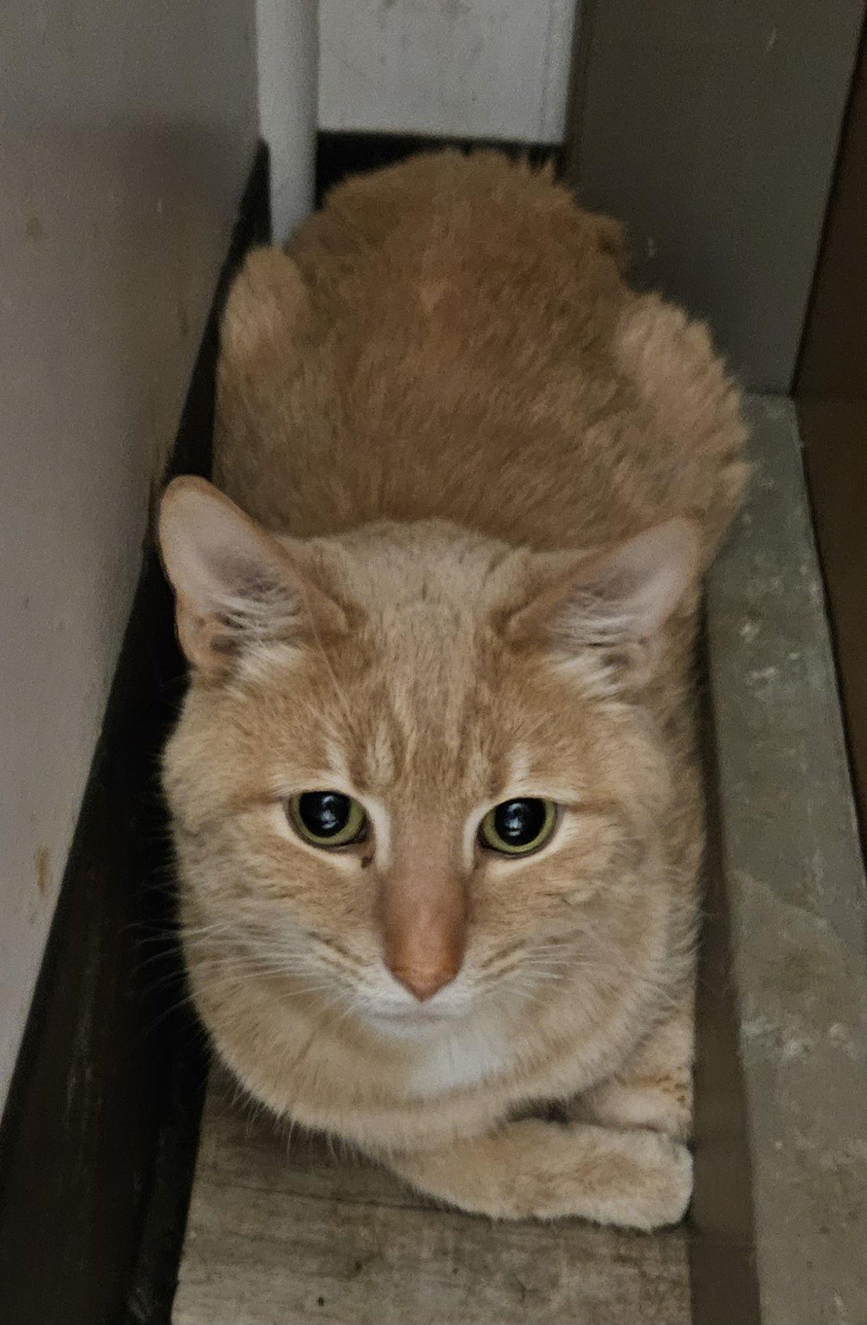 Enlarge Pesto, a Adoptable Domestic Short Hair in Greenfield, IN image 2/2