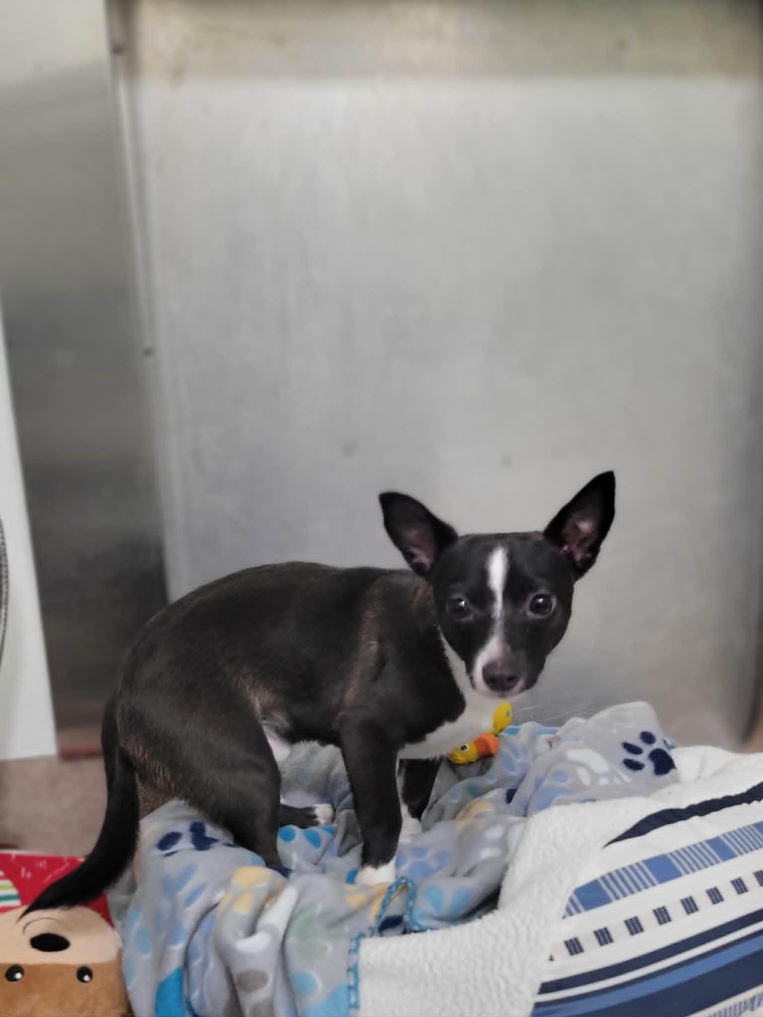 Coco, adopted, Young Male Chihuahua.