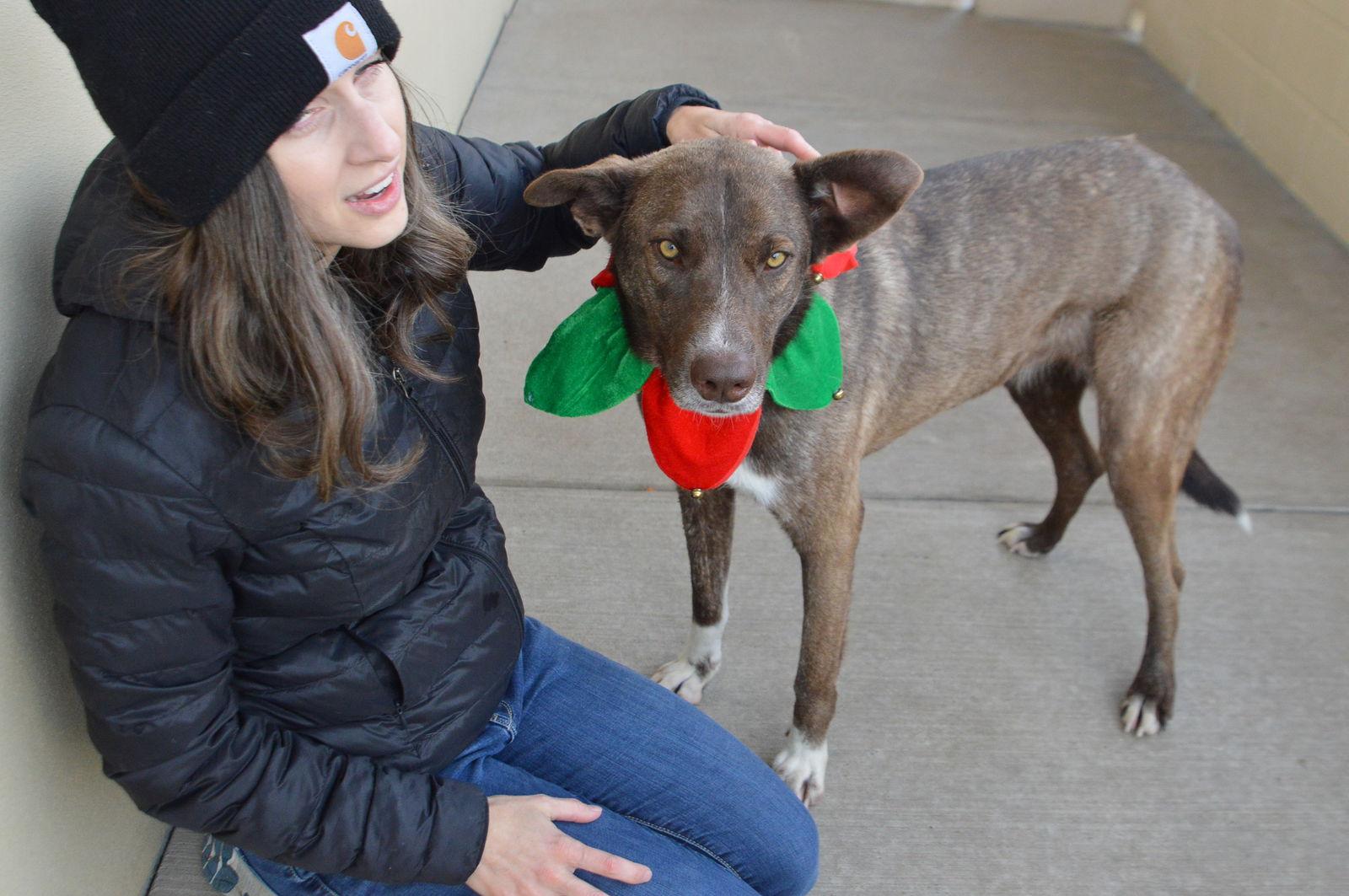 Peppery, Adoptable, Young Female Belgian Shepherd / Sheepdog & Husky.