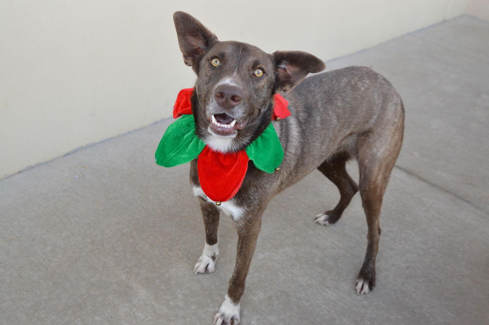 Enlarge Peppery, a Adoptable mixed breed in McKinney, TX image 2/3