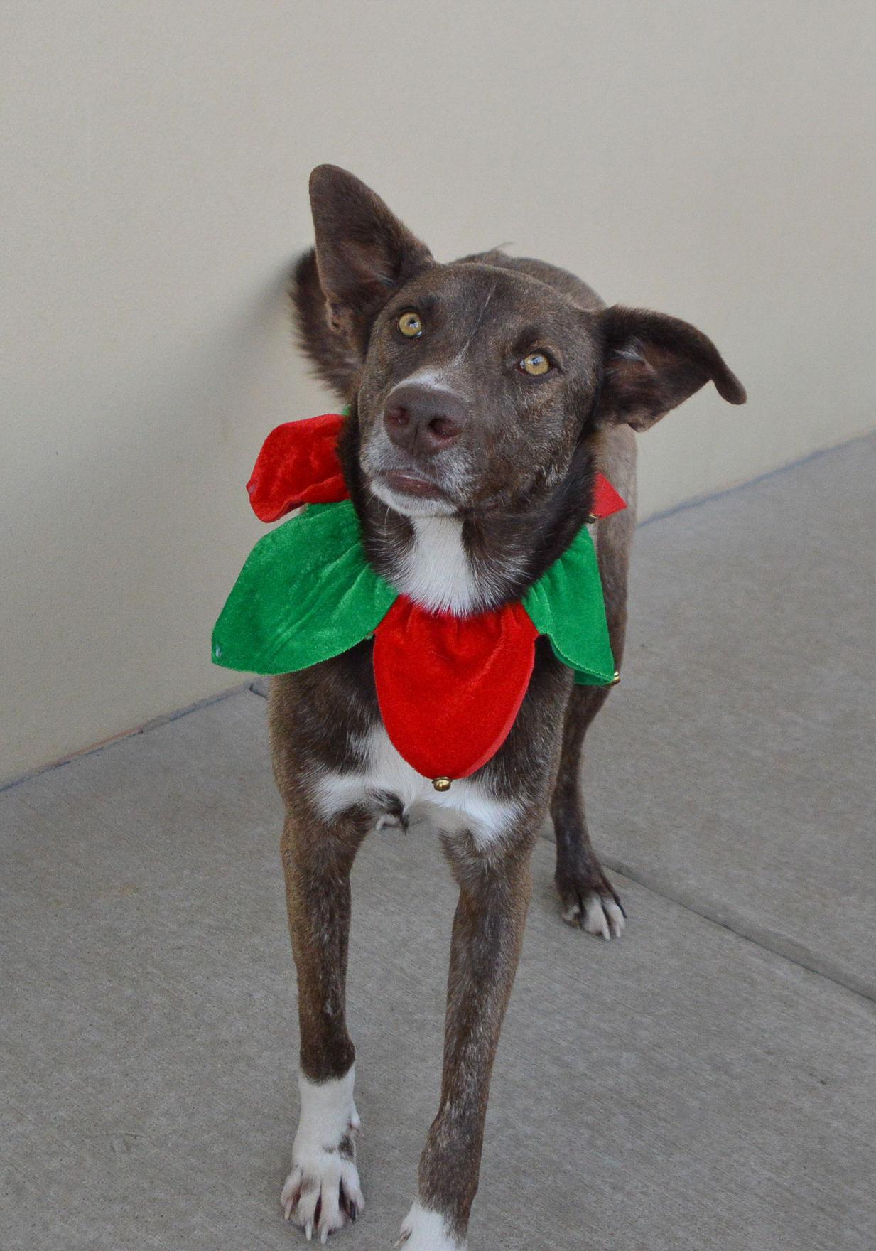 Enlarge Peppery, a Adoptable mixed breed in McKinney, TX image 3/3