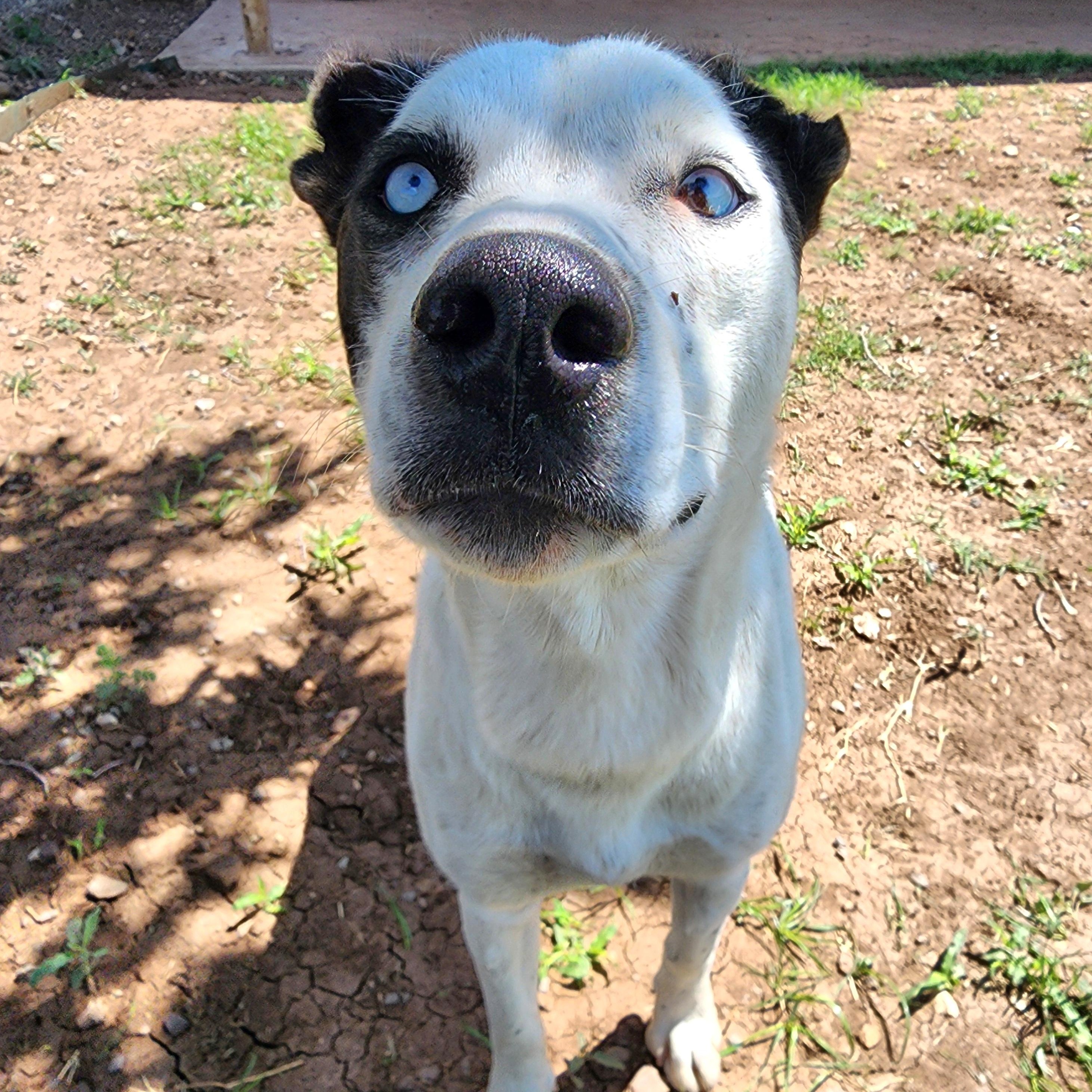Enlarge Lupita, a Adoptable mixed breed in Marfa, TX image 1/1