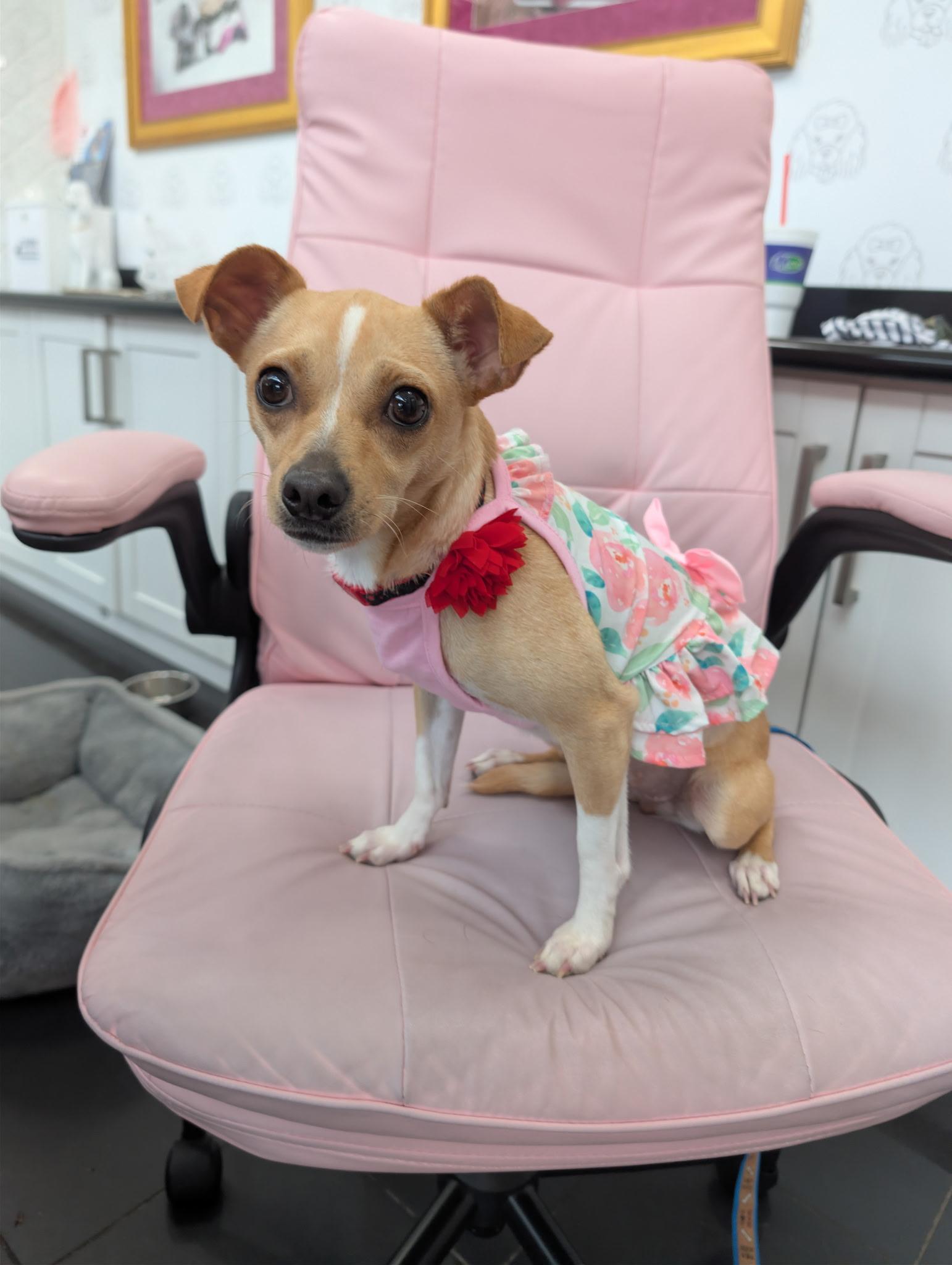 Enlarge Morgan, an adopted mixed breed in O'Fallon, MO image 1/1