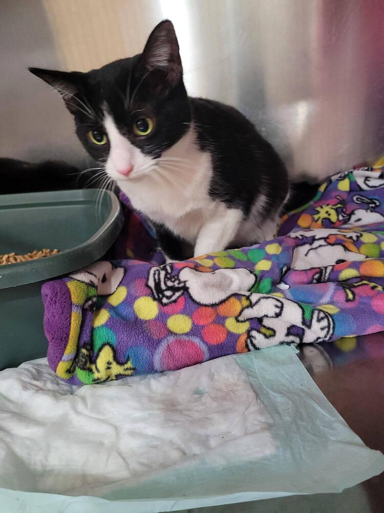 Enlarge Roseanne, a Adoptable mixed breed in Linton, IN image 1/1