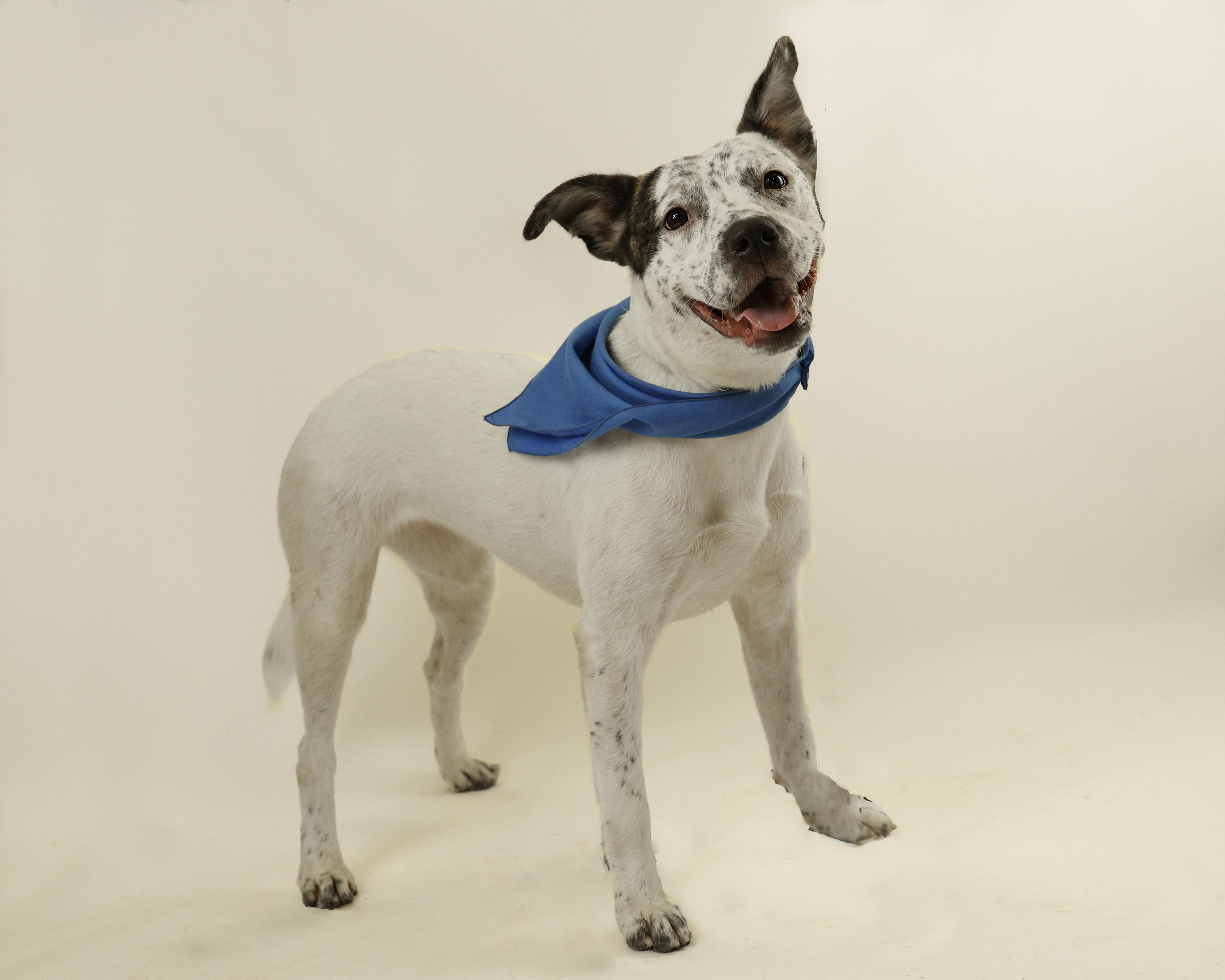 Freckles, Adopted, Young Female Cattle Dog.