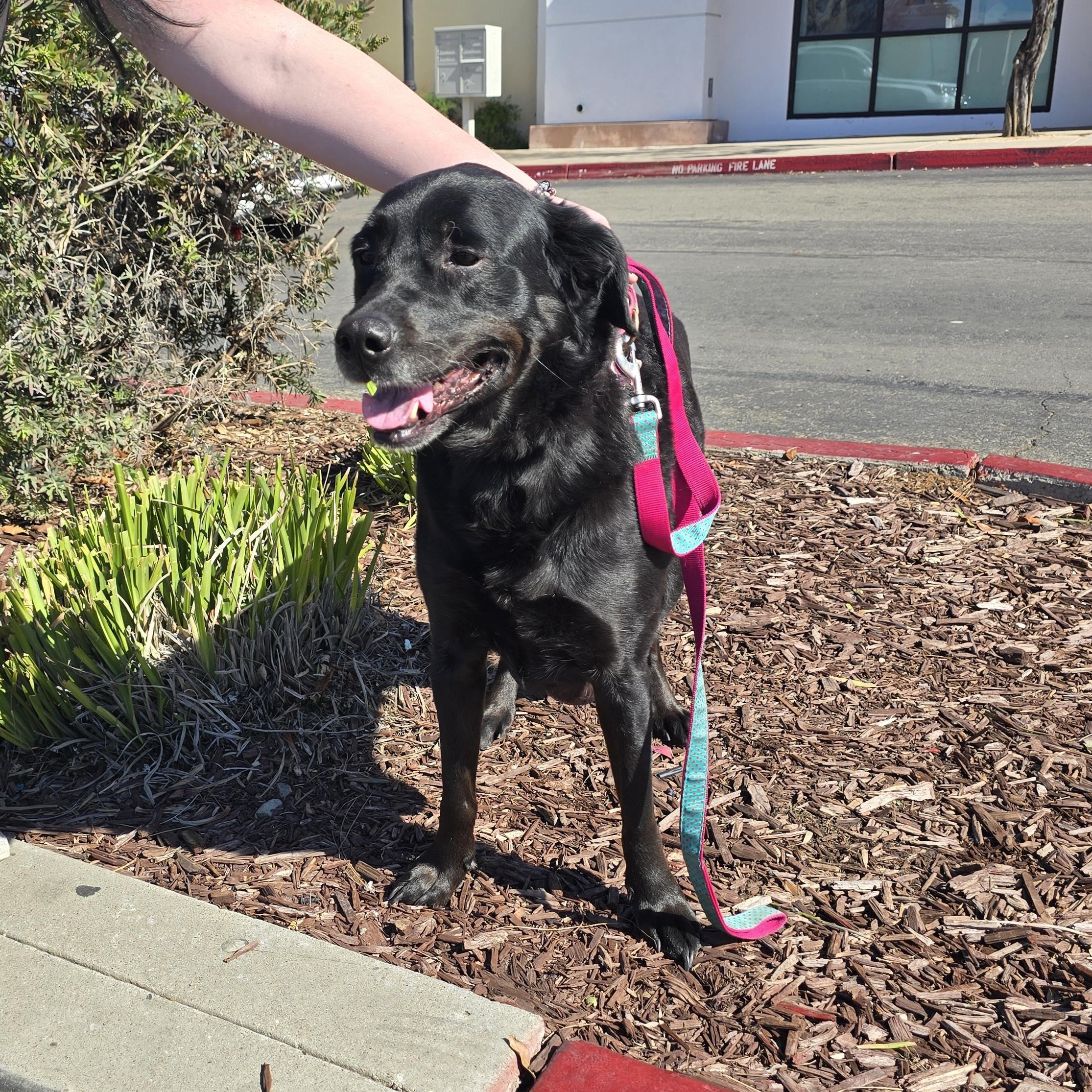 Shelby, a ADOPTABLE mixed breed in Tracy, CA image 2/3