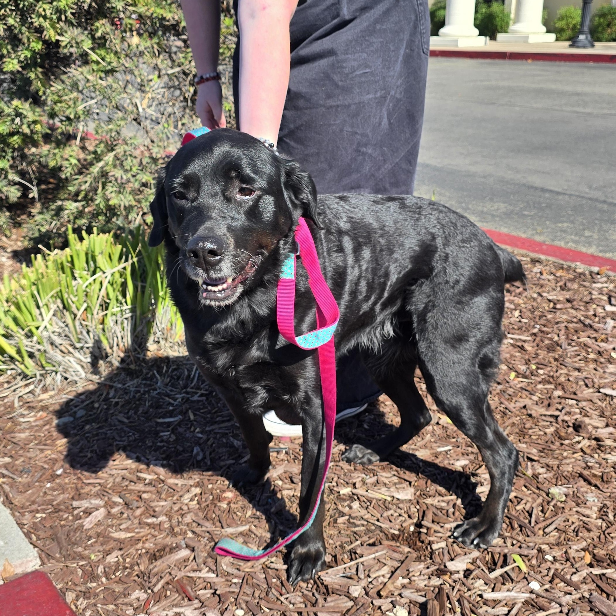 Shelby, a ADOPTABLE mixed breed in Tracy, CA image 3/3