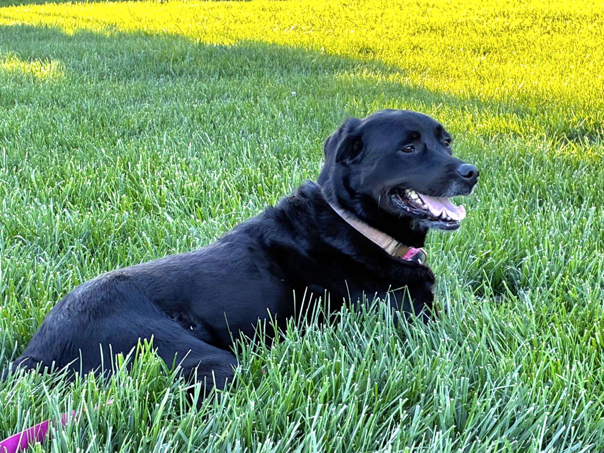 Enlarge Shelby, an adopted mixed breed in Tracy, CA image 3/5