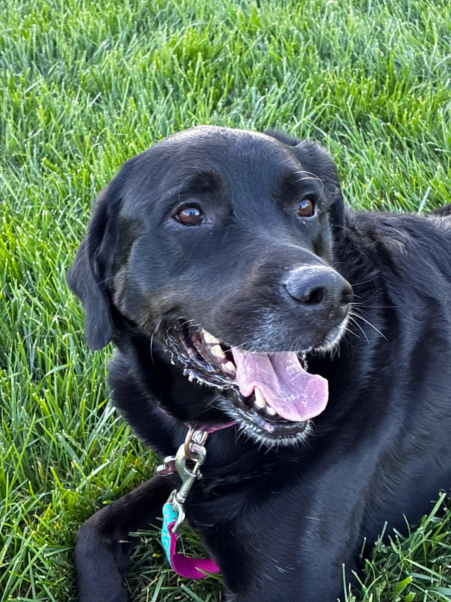 Enlarge Shelby, an adopted mixed breed in Tracy, CA image 1/5