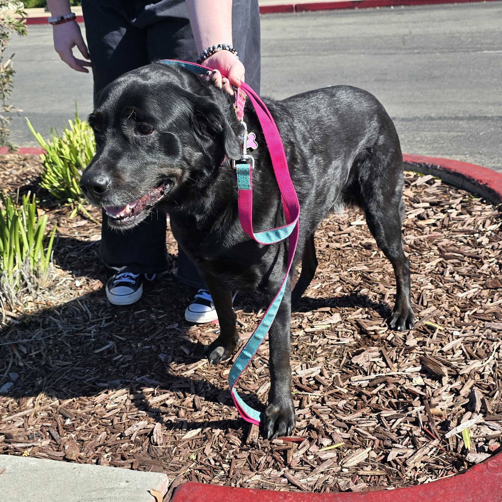Shelby, ADOPTABLE, Adult Female Black Labrador Retriever.