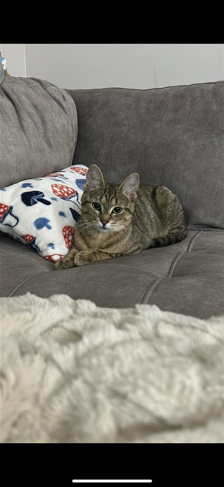 Enlarge Jesse, a Adoptable Domestic Short Hair in Oak Park, MI image 1/5