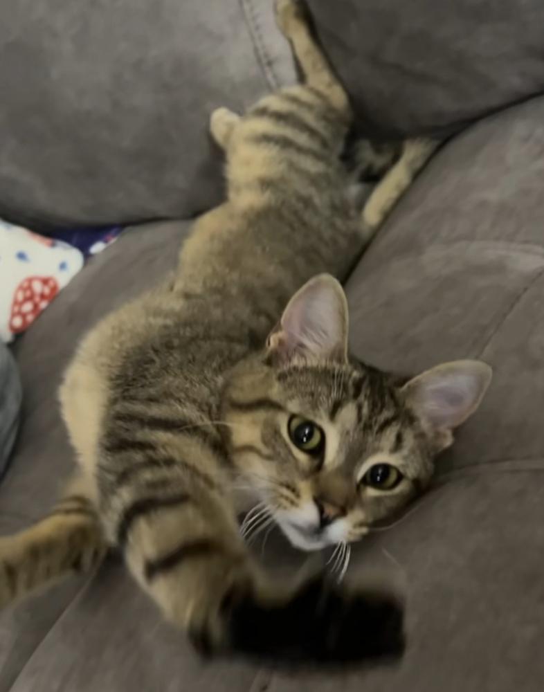 Enlarge Jesse, a Adoptable Domestic Short Hair in Oak Park, MI image 2/5