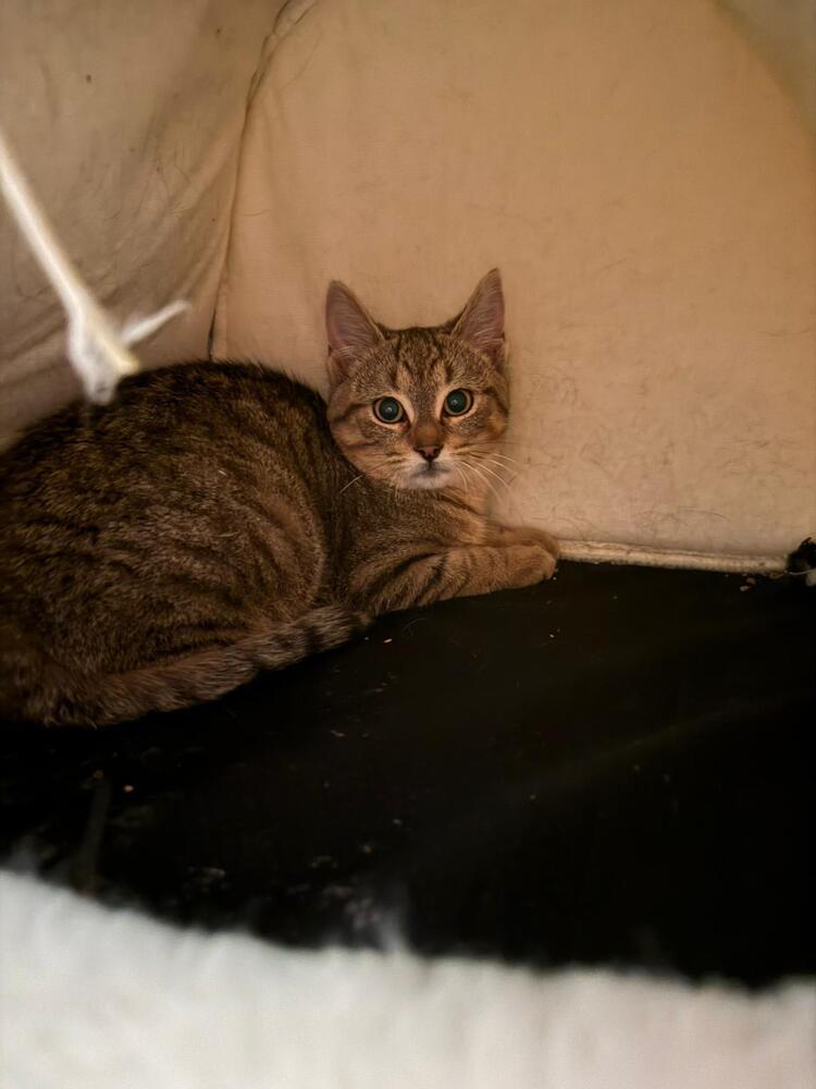 Enlarge Jesse, a Adoptable Domestic Short Hair in Oak Park, MI image 3/5