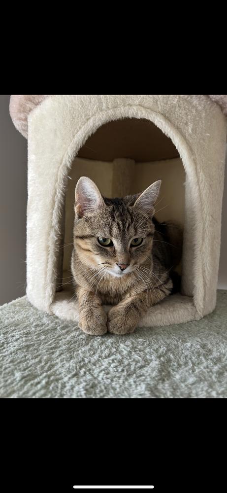 Enlarge Jesse, a Adoptable Domestic Short Hair in Oak Park, MI image 4/5