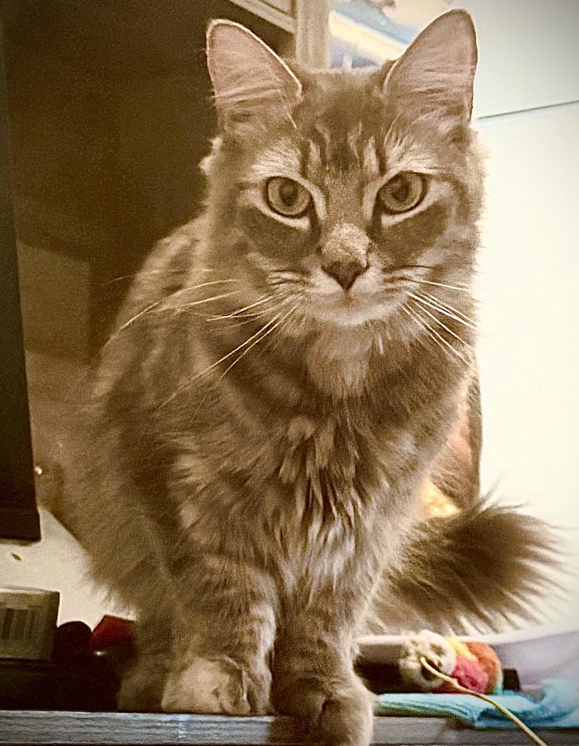 Enlarge Noel (Elle), a ADOPTABLE mixed breed in Latham, NY image 3/5