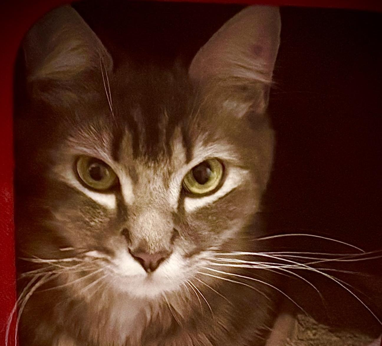 Enlarge Noel (Elle), a ADOPTABLE mixed breed in Latham, NY image 4/5