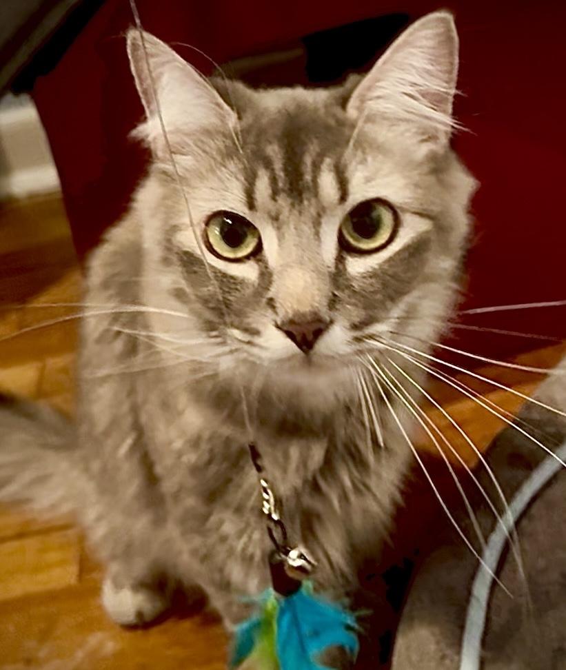 Enlarge Noel (Elle), a ADOPTABLE mixed breed in Latham, NY image 5/5