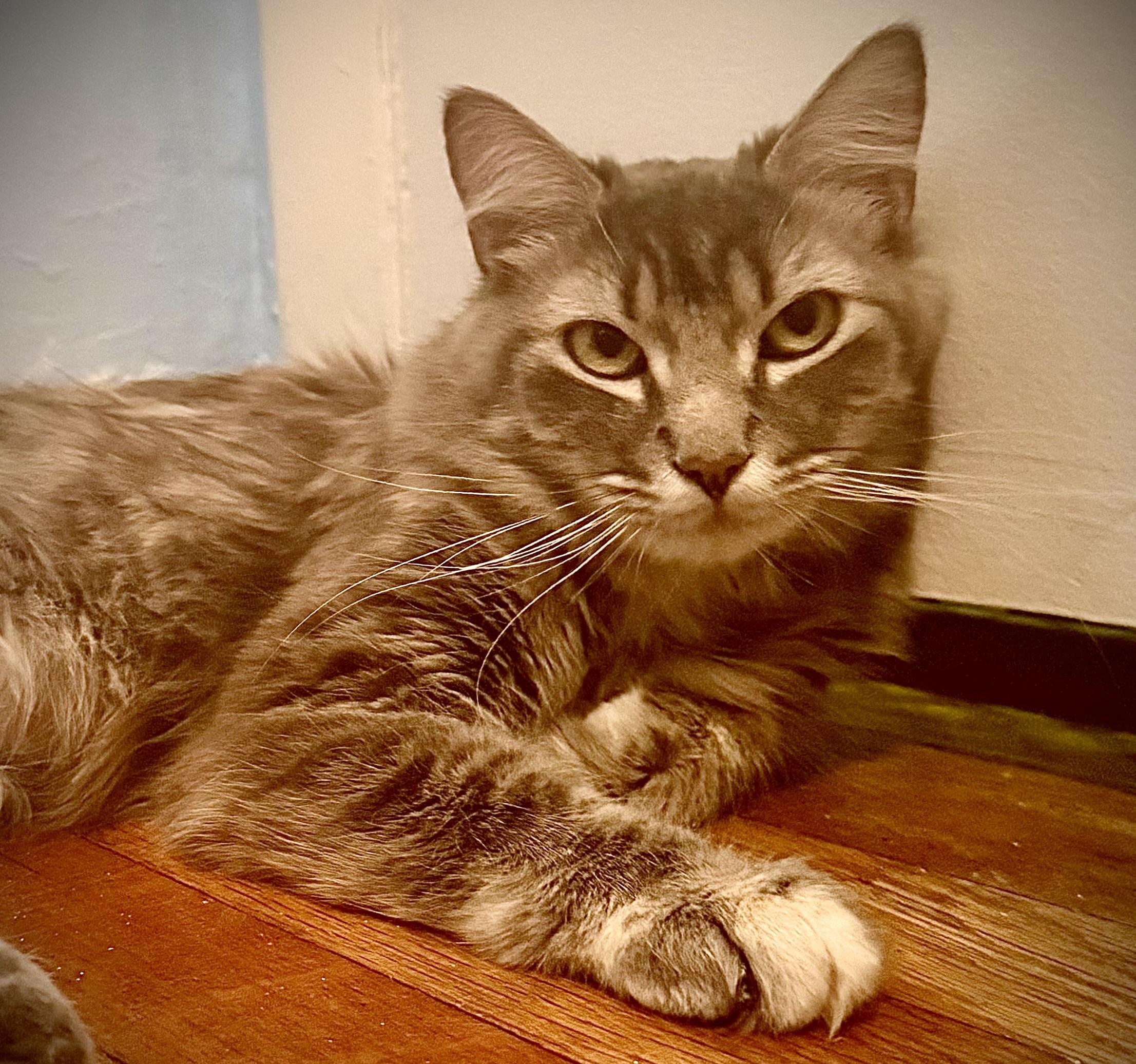 Enlarge Noel (Elle), a ADOPTABLE mixed breed in Latham, NY image 2/5