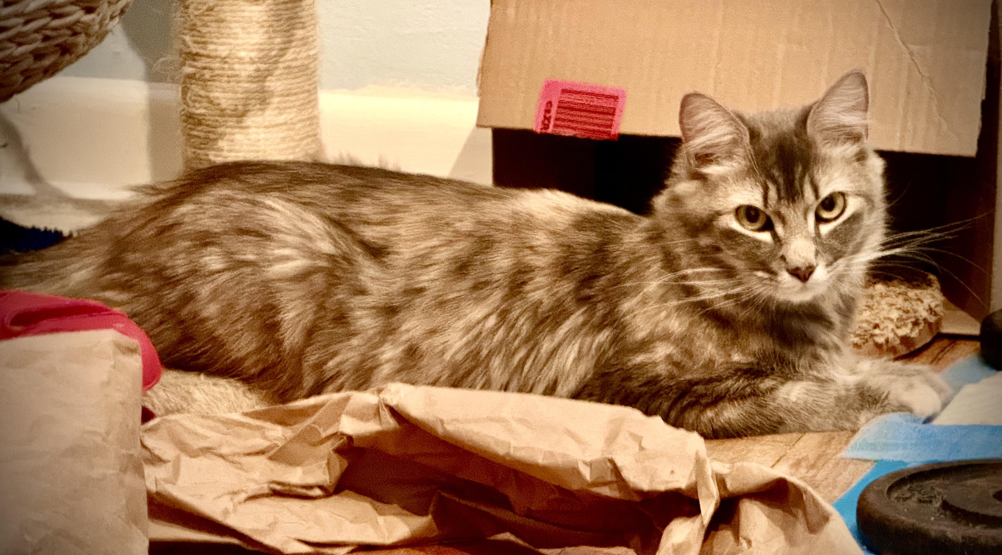 Noel (Elle), ADOPTABLE, Young Female Domestic Medium Hair.