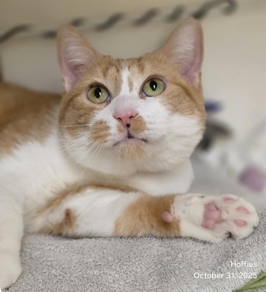 WAFFLES, Adoptable, Adult Female Domestic Short Hair.