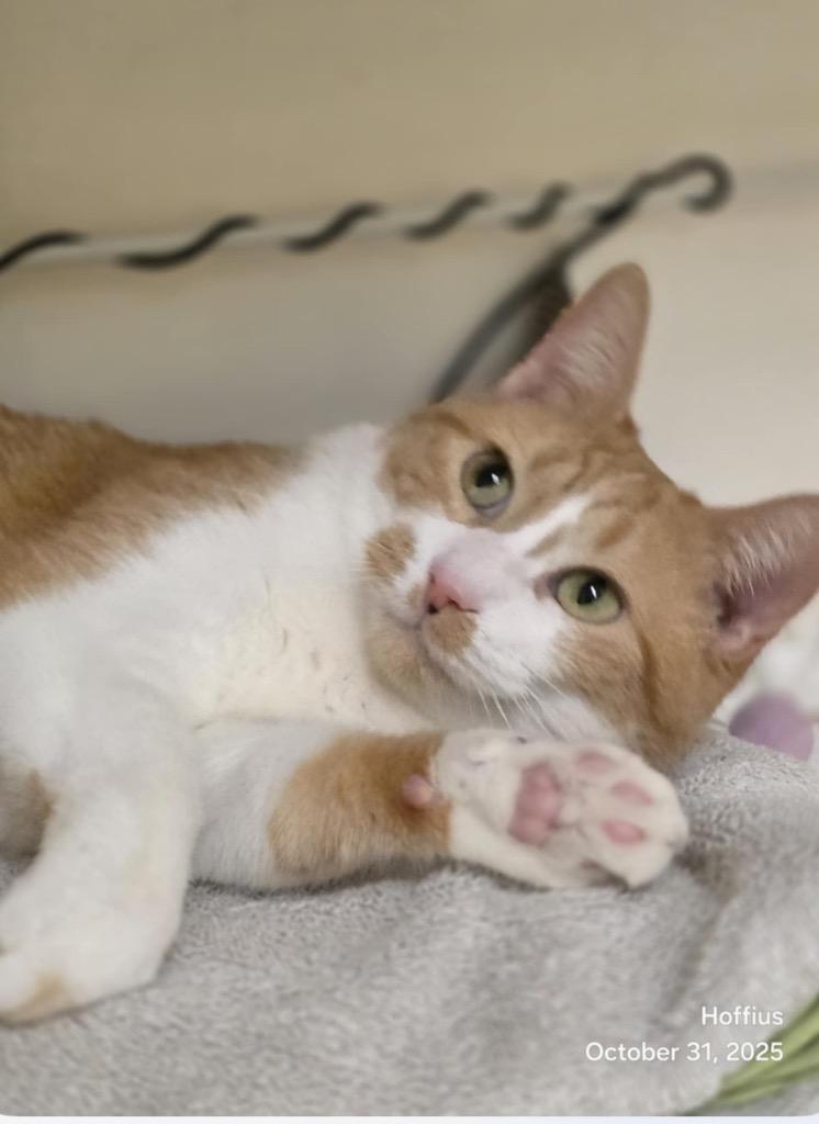 Enlarge WAFFLES, a Adoptable mixed breed in Muskegon, MI image 4/6