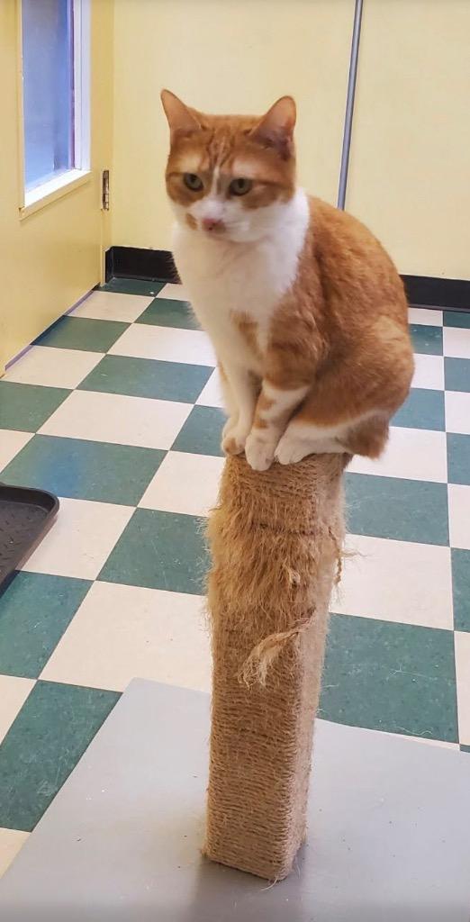 Enlarge WAFFLES, a Adoptable mixed breed in Muskegon, MI image 2/6