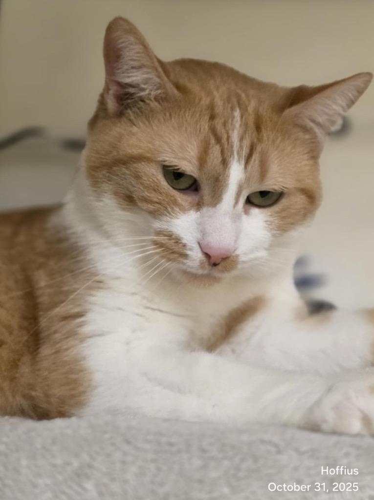 Enlarge WAFFLES, a Adoptable mixed breed in Muskegon, MI image 3/6