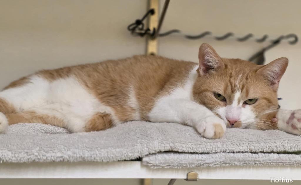 Enlarge WAFFLES, a Adoptable mixed breed in Muskegon, MI image 4/6