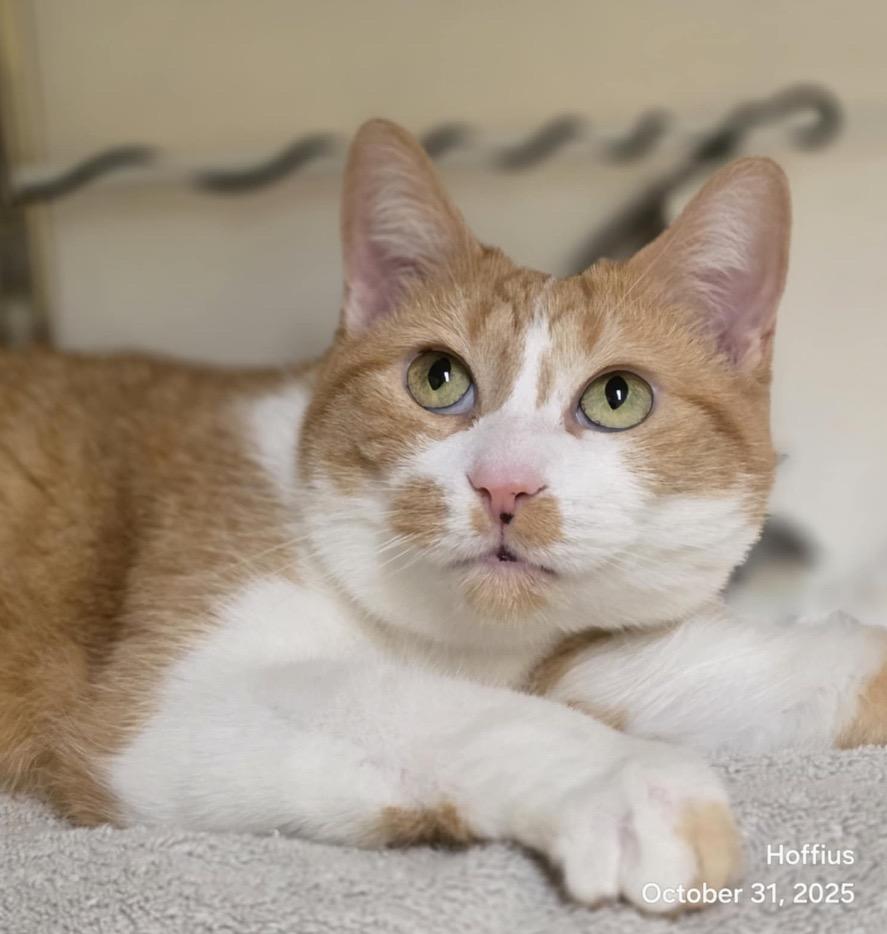 Enlarge WAFFLES, a Adoptable mixed breed in Muskegon, MI image 5/6